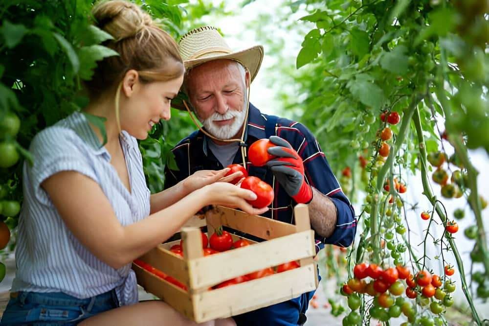 Benefits of Tomatoes to Cure Prostate Cancer